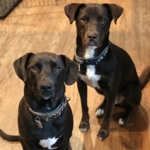 Meet your Posher, Allison